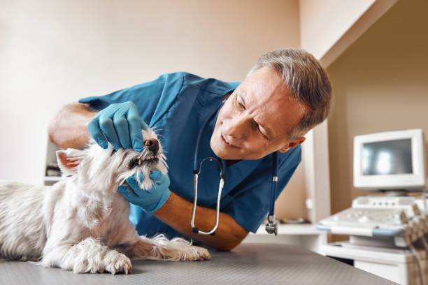 Best Dentist for Severe Toothache  in Boonville, MO
